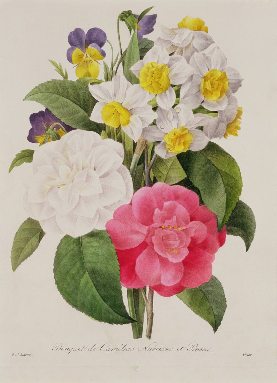 Camelias, Narcissus and Pansies, gravert av Victor, pub. 1827 (håndfarget stiplegravering) av Pierre Joseph Redouté