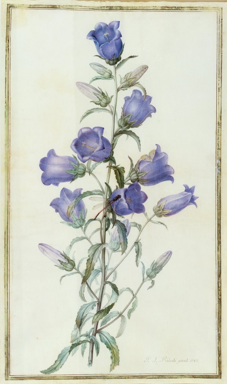 Campanula: Medium (Canterbury Bell) 1787 av Pierre Joseph Redouté