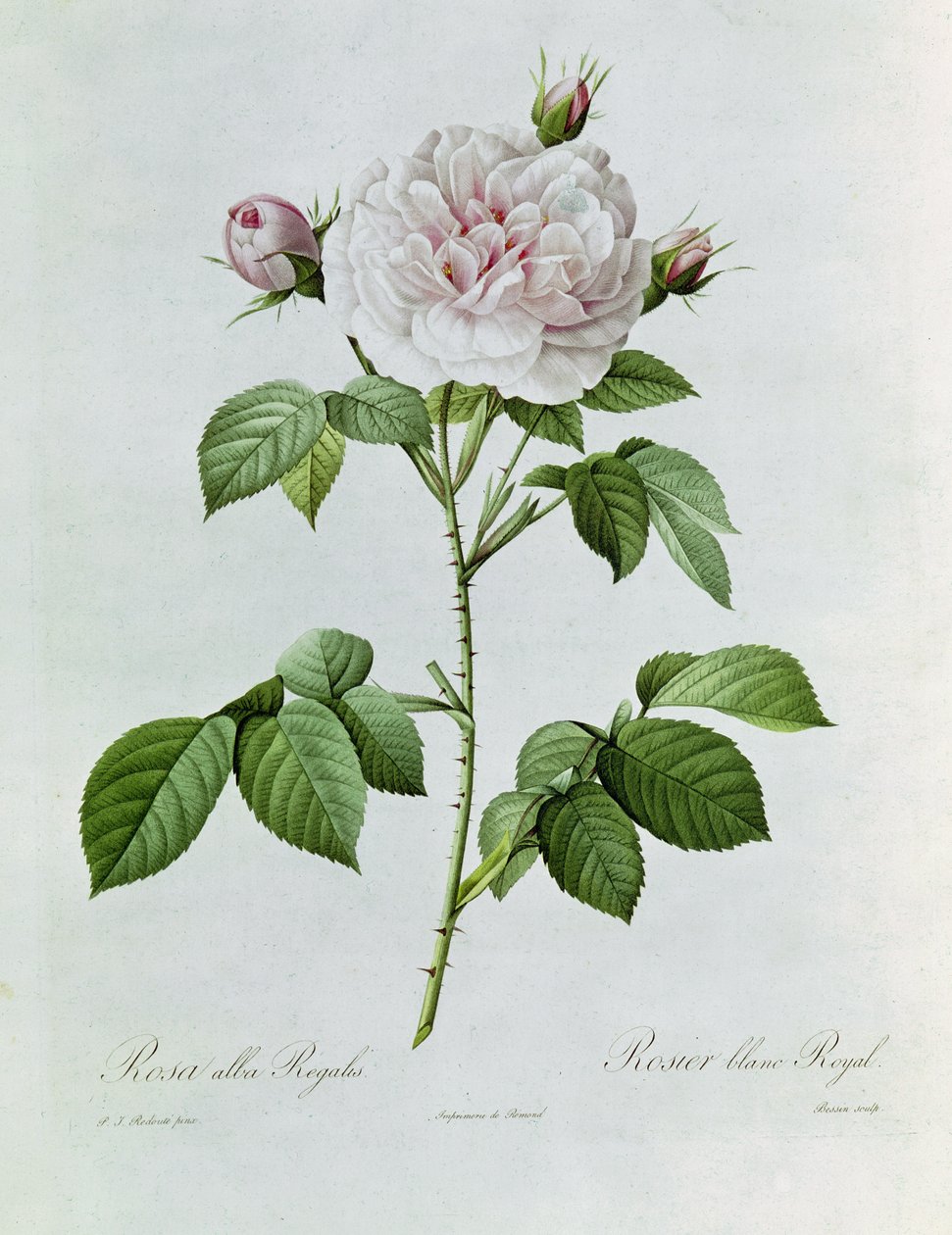 Claude-Antoine Thory Les roser. Illustrasjon: rosa alba regalis (fargelitografi) av Pierre Joseph Redouté