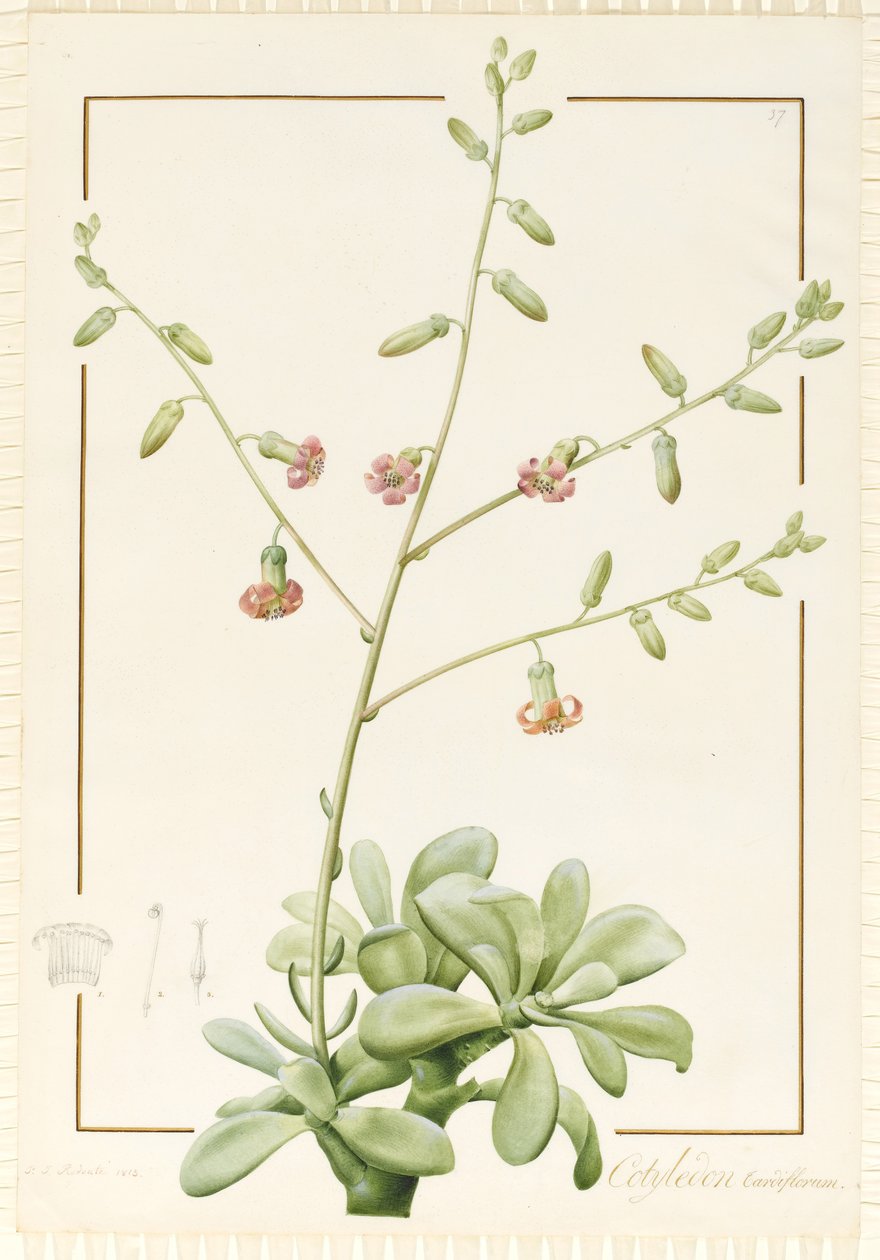 Cotyledon Cardiflorum, 1813 (wc og kroppsfarge over grafitt på vellum) av Pierre Joseph Redouté
