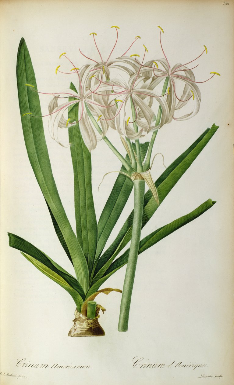 Crinum Americanum, fra `Les Liliacees