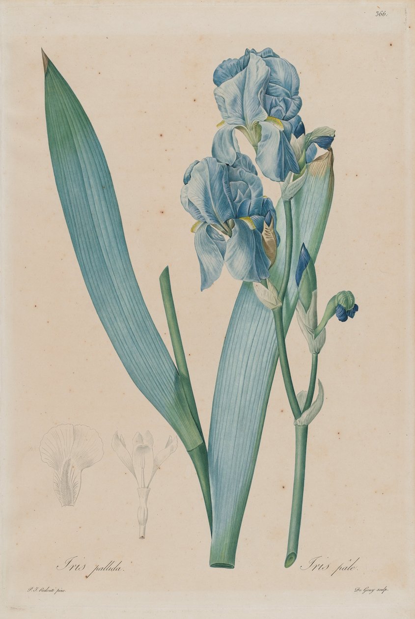 Dalmatian Iris (Iris pallida), plate 366, vol. 7 av Pierre-Joseph Redouté, Les Liliaceae, Paris 18 ... av Pierre Joseph Redouté