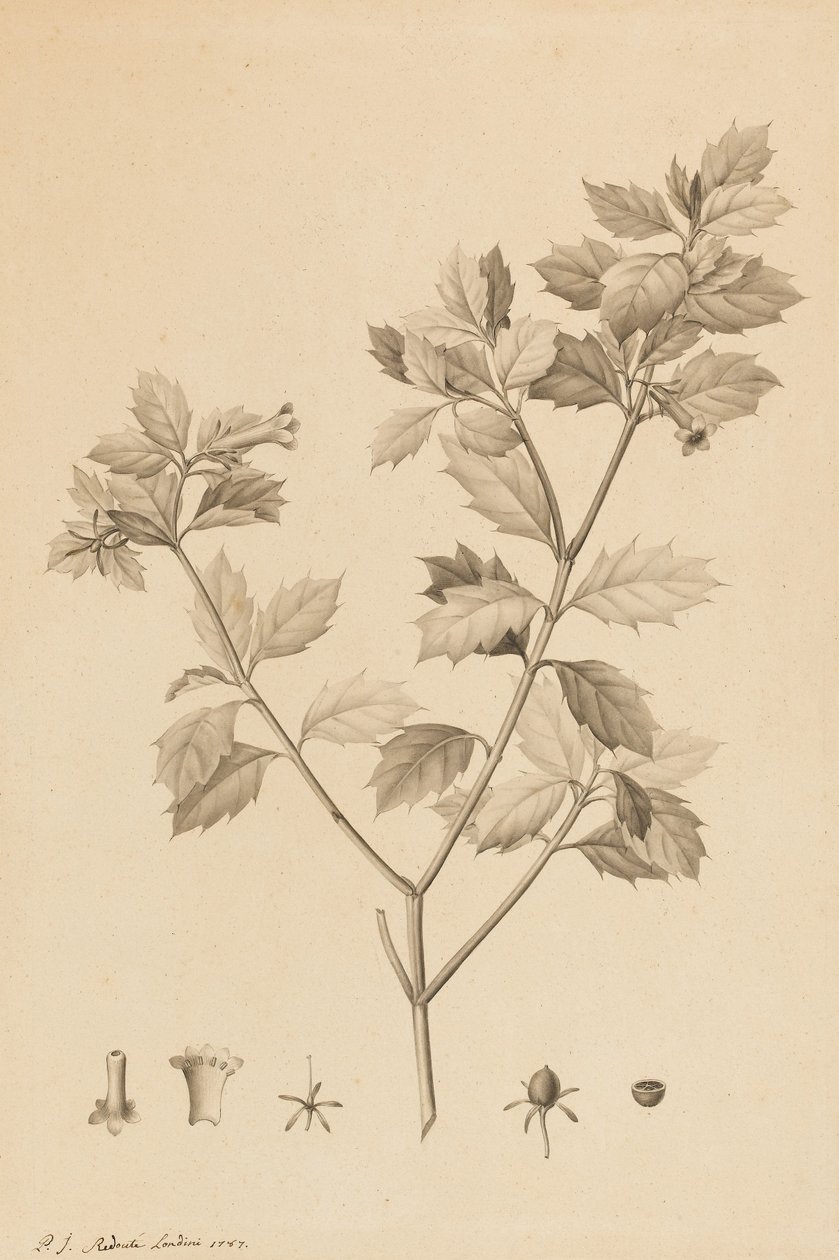 Desfonainia Spinosa, 1787 (spissen på børsten og grå vask på papir, lagt ned på kortet) av Pierre Joseph Redouté