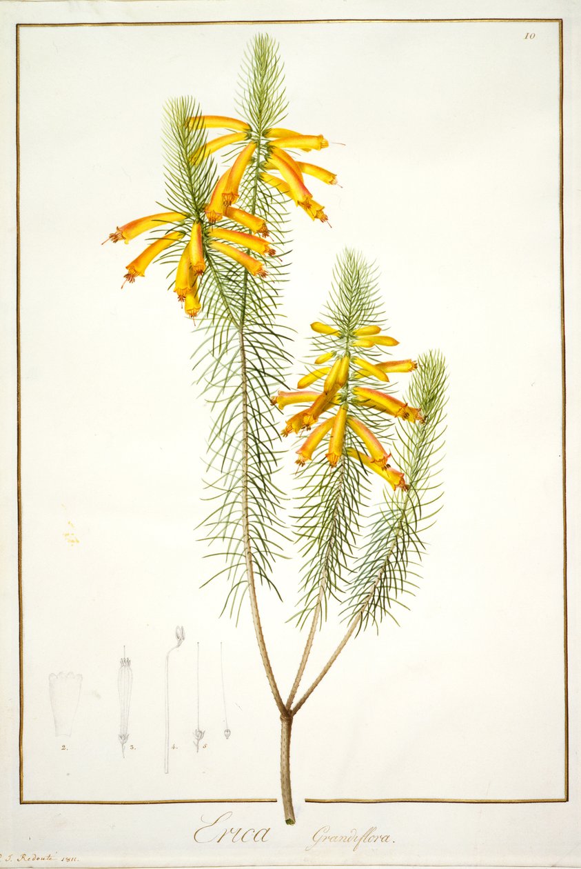 Erica Grandiflora, 1811 (wc og kroppsfarge over spor av grafitt på vellum) av Pierre Joseph Redouté