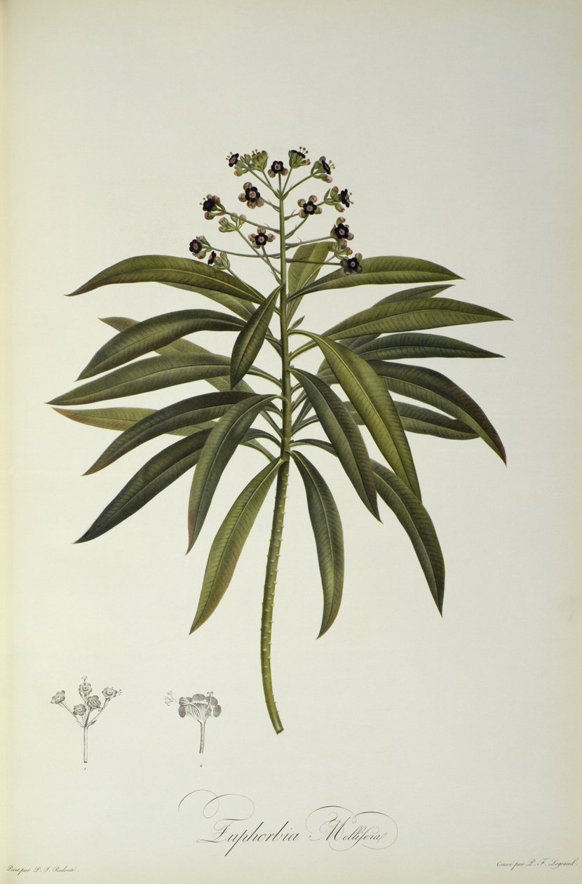 Euphorbia Mellifera, fra 'Le Jardin de la Malmaison', 1802 av Pierre Joseph Redouté