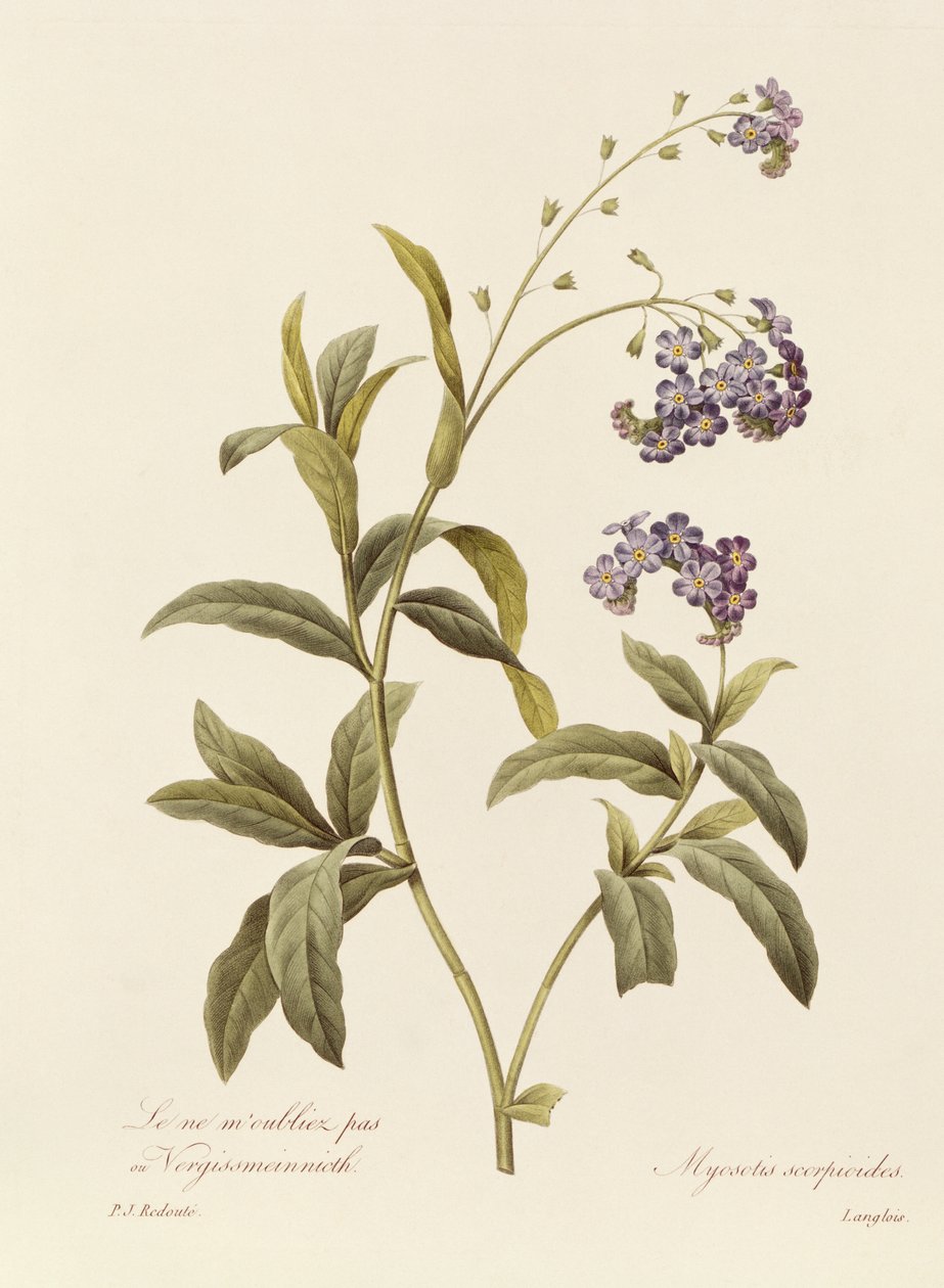 Forglem-meg-ei (fargegravering) av Pierre Joseph Redouté