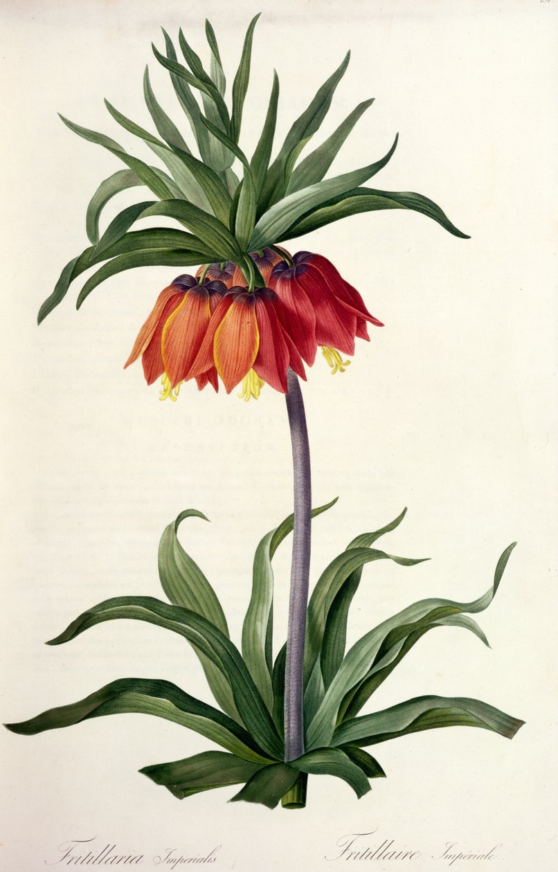 Fritillaria Imperialis fra, `Les Lilacees