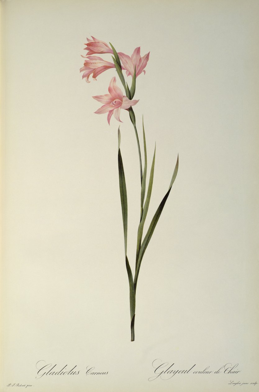 Gladiolus Carneus, fra 