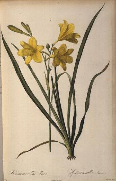 Hemerocallis Flava, fra Les Liliacees av Pierre Joseph Redouté