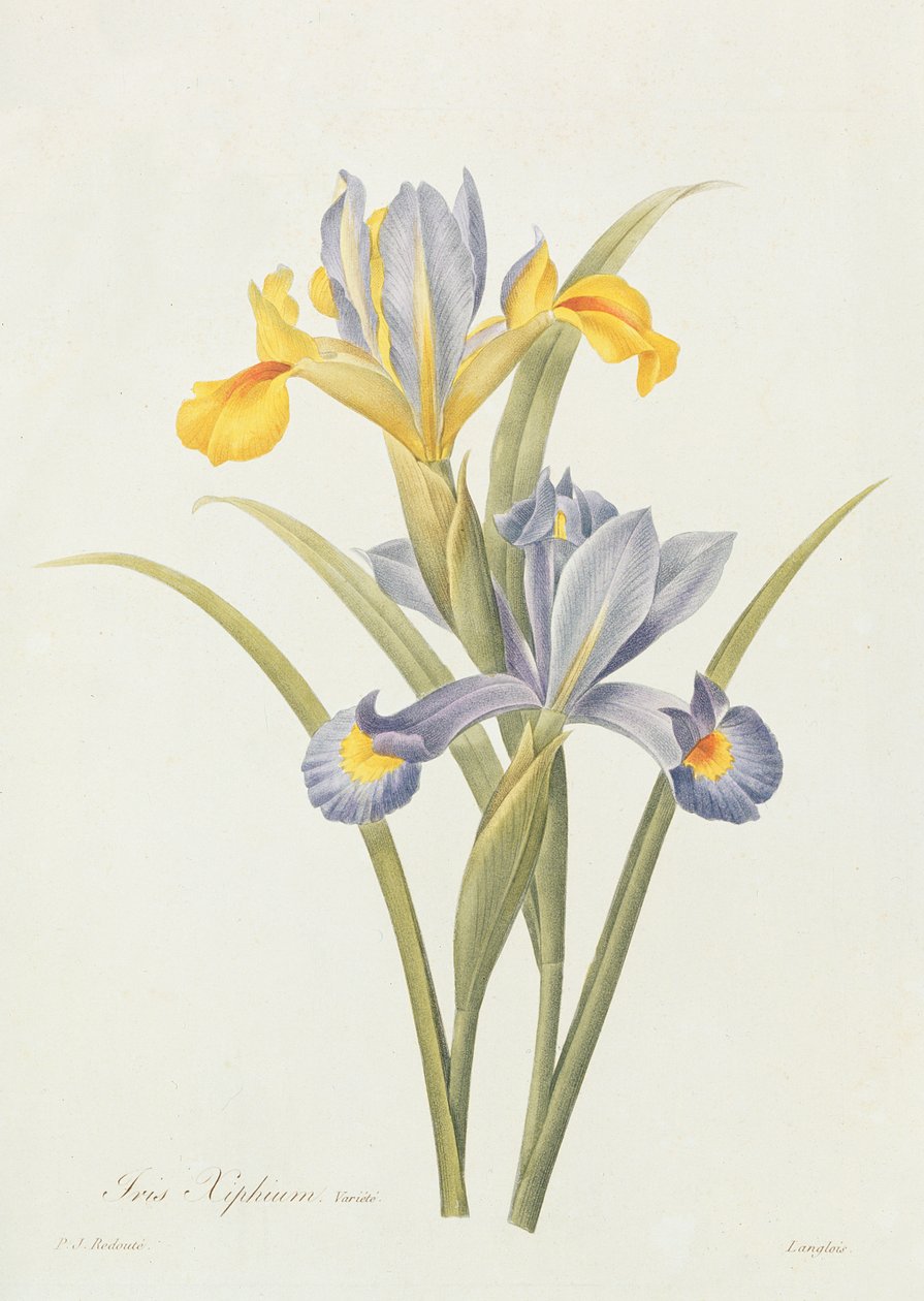 Iris (fargegravering) av Pierre Joseph Redouté