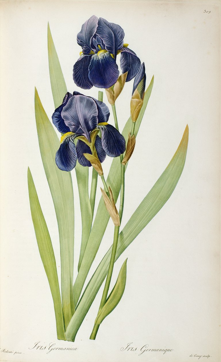 Iris Germanica, fra `Les Liliacees