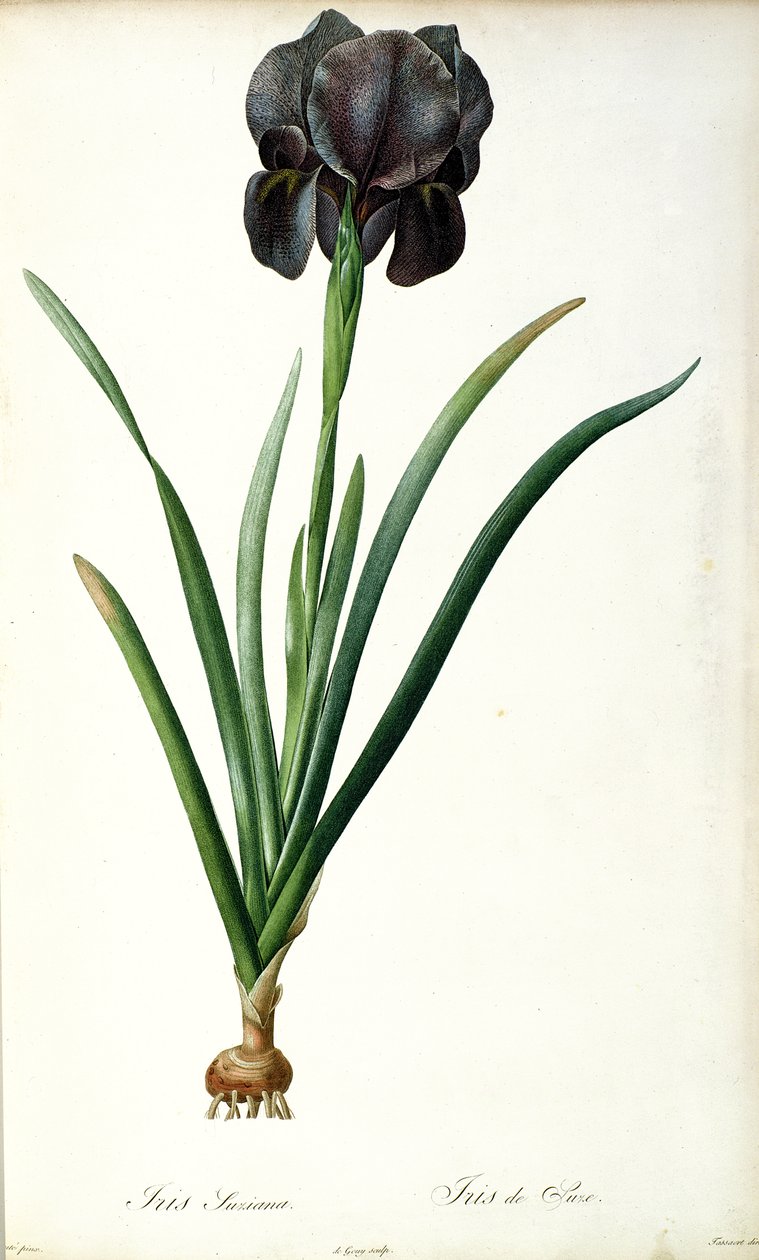 Iris Luxiana, fra `Les Liliacees