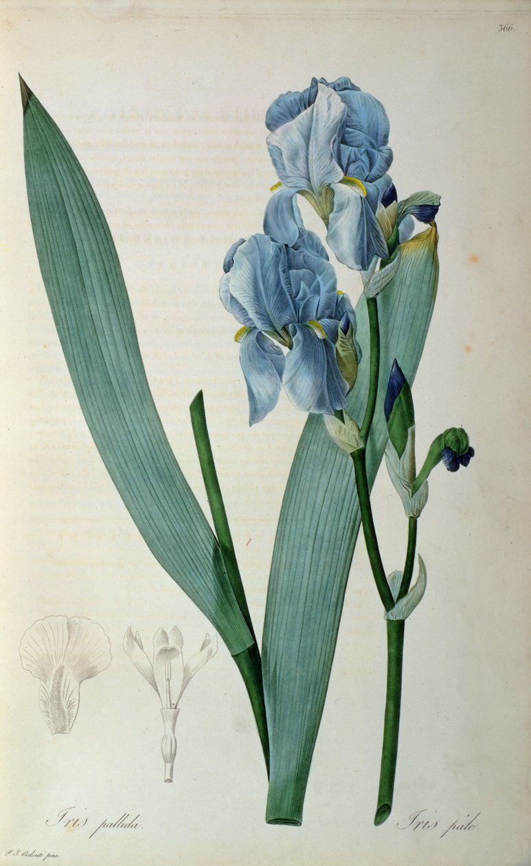 Iris Pallida, fra 