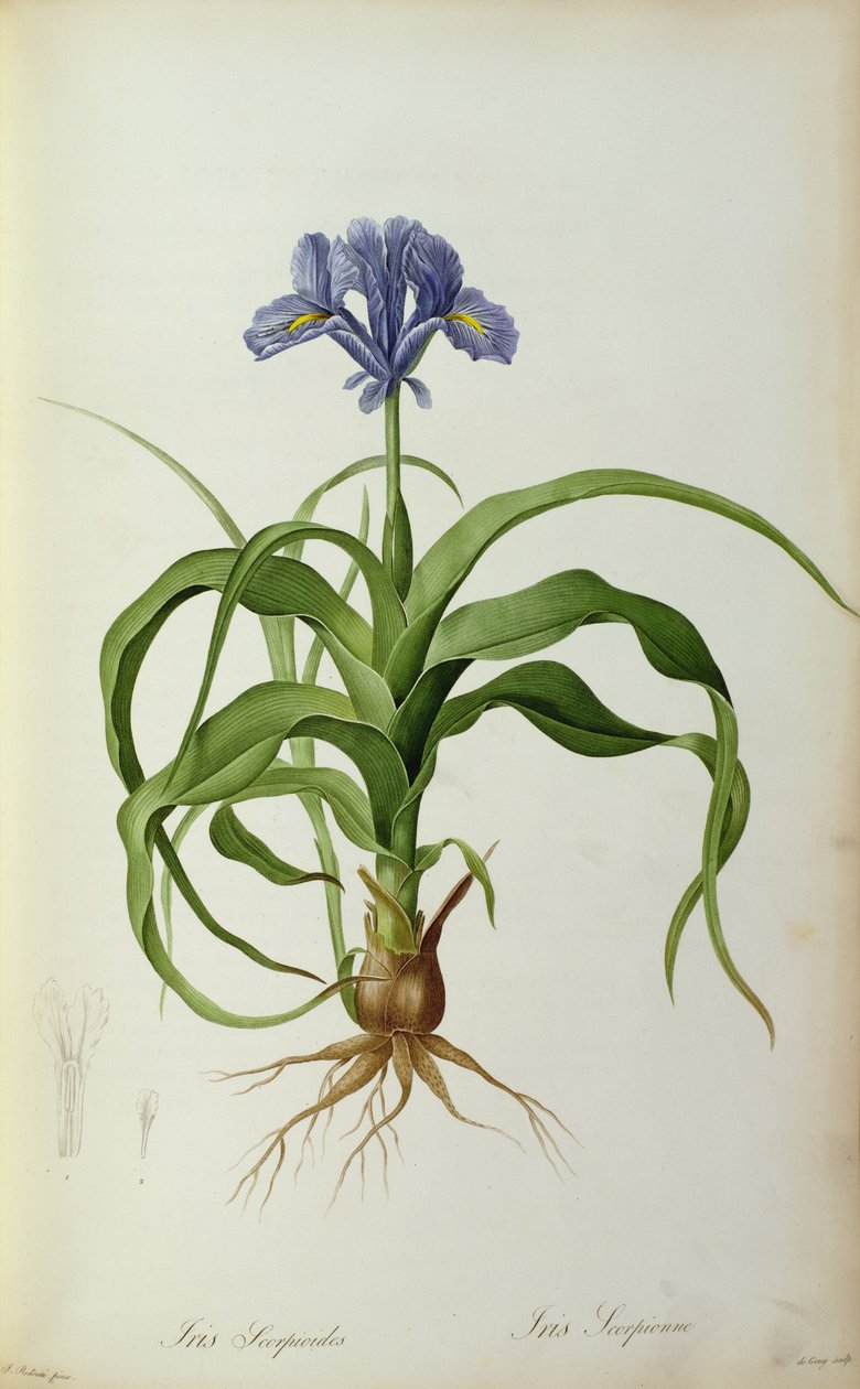 Iris Scorpioides, fra "Les Liliacees", 1805 av Pierre Joseph Redouté