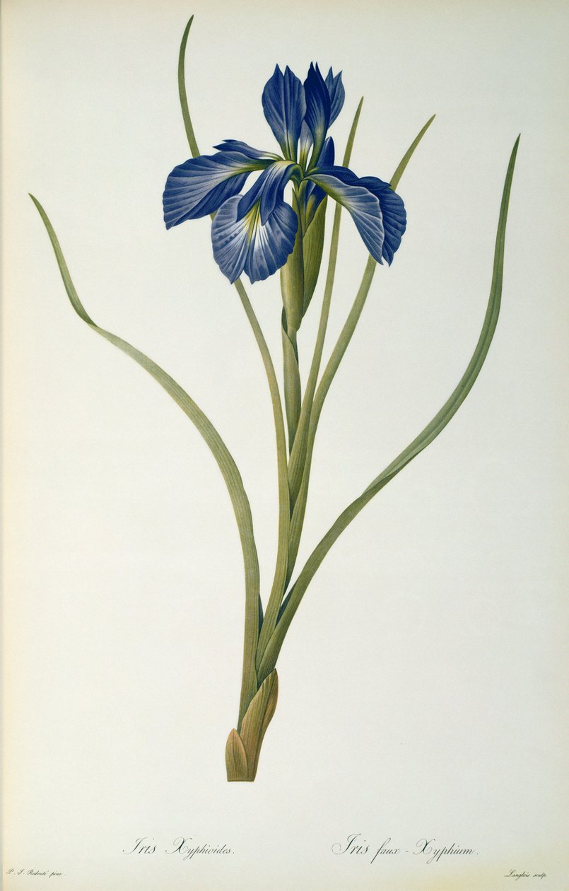 Iris Xyphioides, fra 
