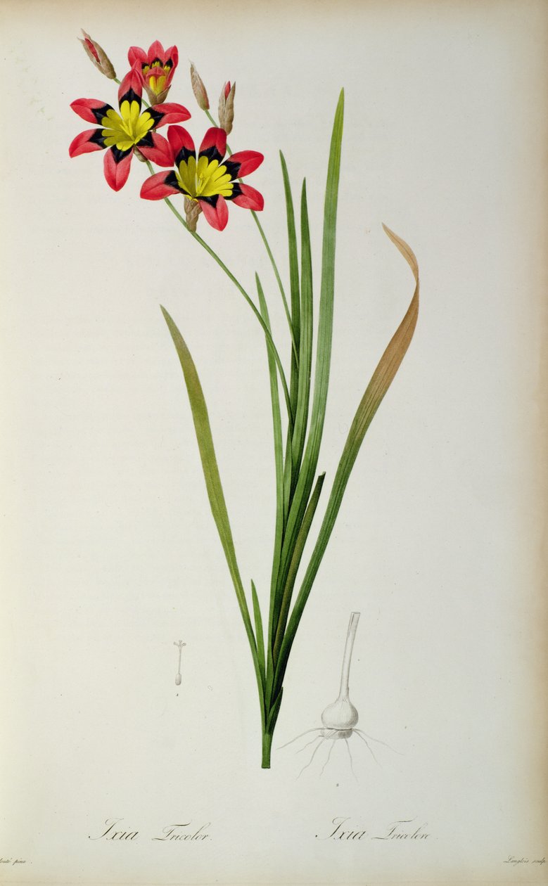 Ixia Tricolor, fra 