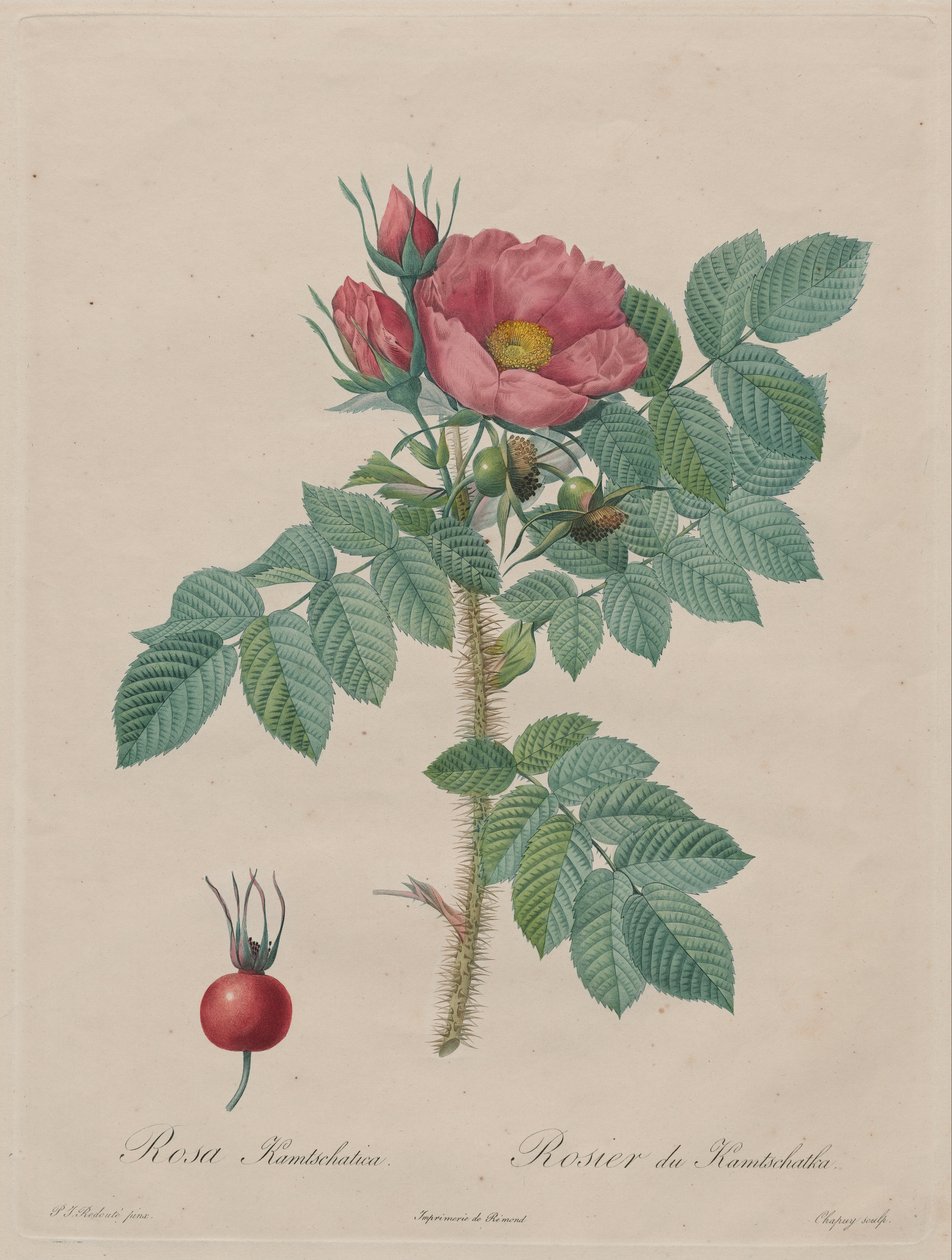 Kamtschatka Rose (Rosa Kamtschatica), fra Redouté, Les Roses, Paris, 1817–1824) av Pierre Joseph Redouté