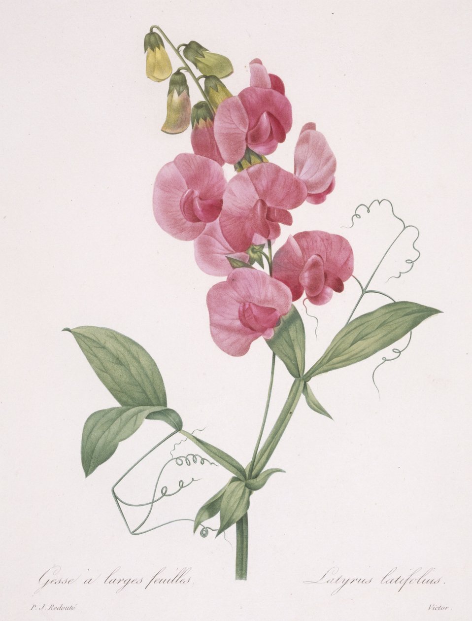 Lathyrus latifolius (Evig ert), 1827 av Pierre Joseph Redouté