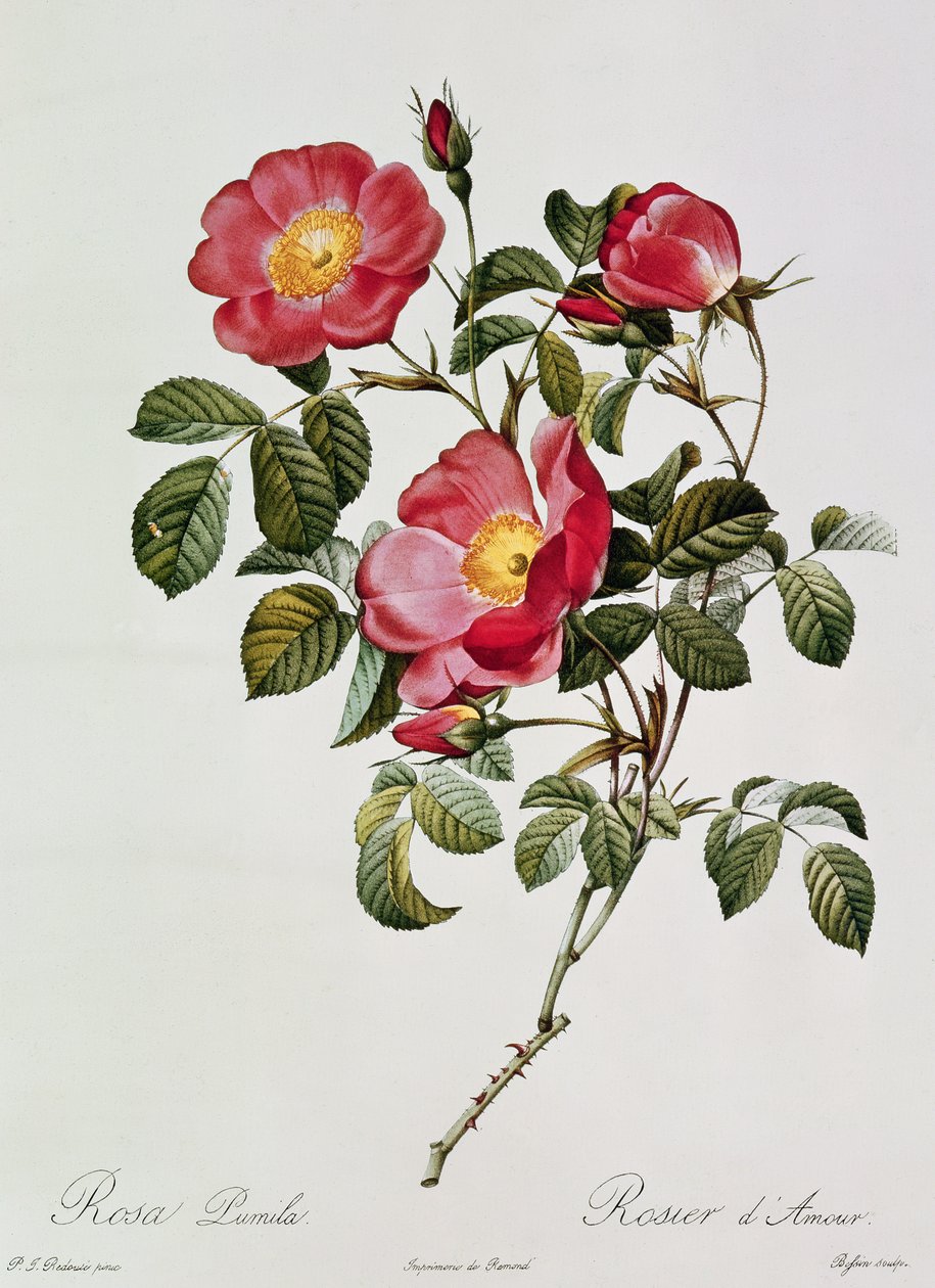 Les Roses de Thory. Rosa Pumilia (fargelitografi) av Pierre Joseph Redouté