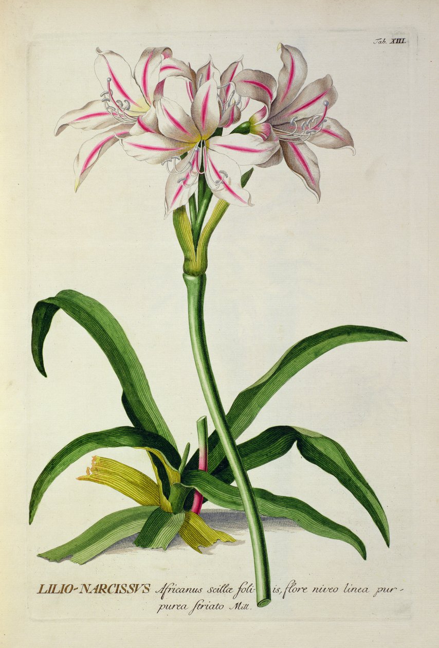 Lilio-Narcissus, Africanus, fra 