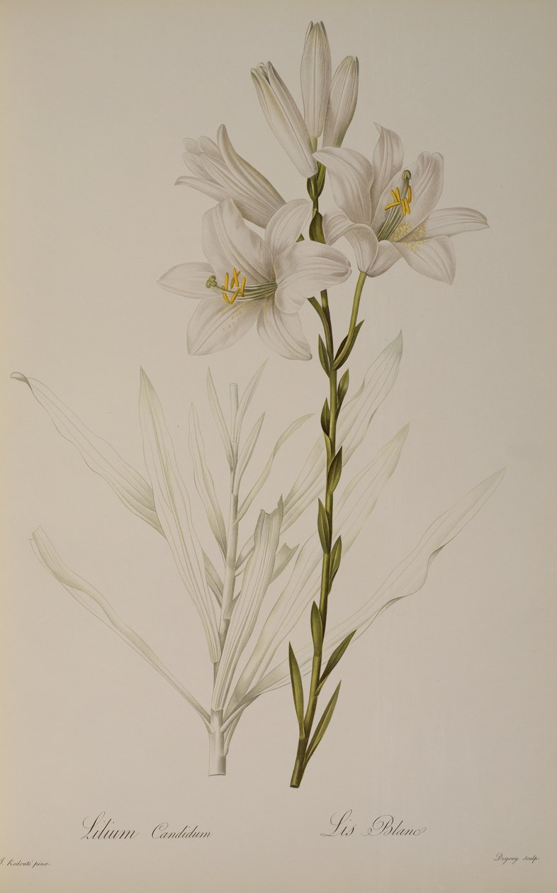 Lilium Candidum, fra 