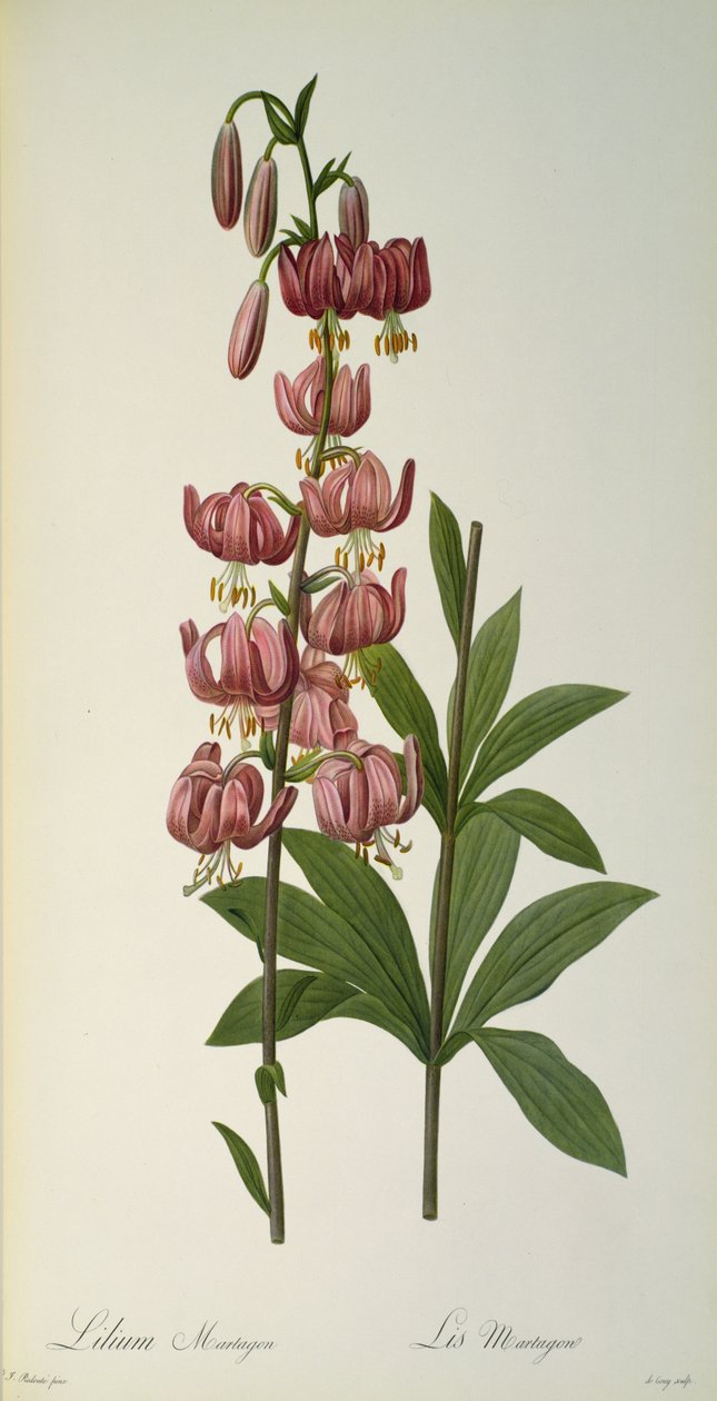 Lilium Martagon, fra `Les Liliacees, 1806 av Pierre Joseph Redouté