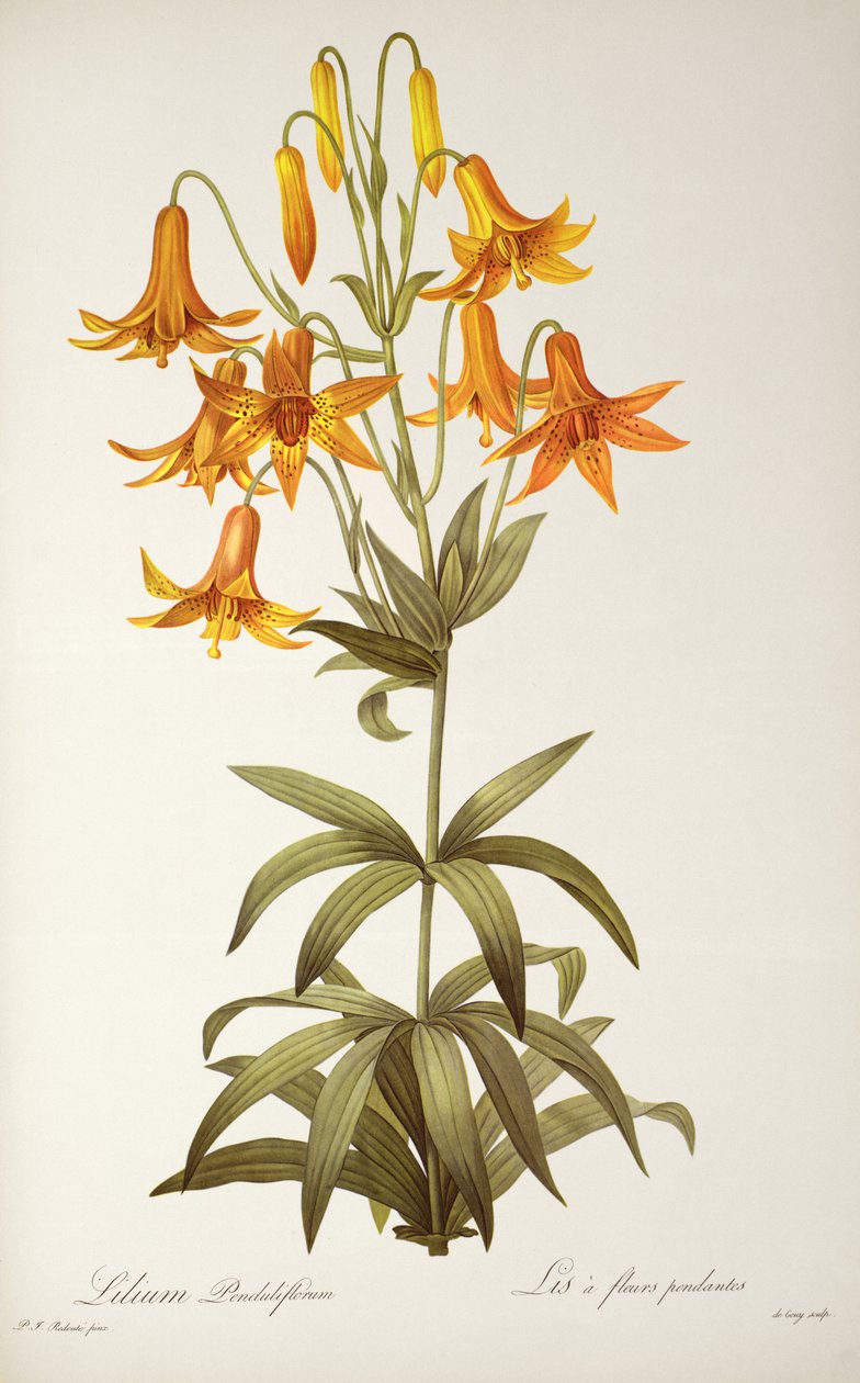 Lilium Penduliflorum, fra 