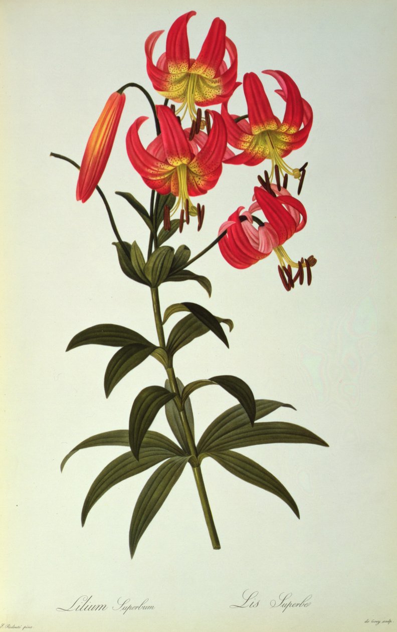 Lilium Superbus, fra 