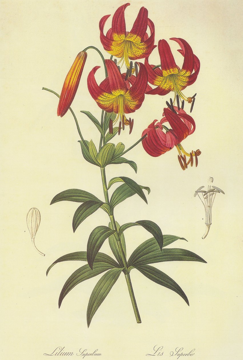 Litografi av Pierre Joseph Redouté