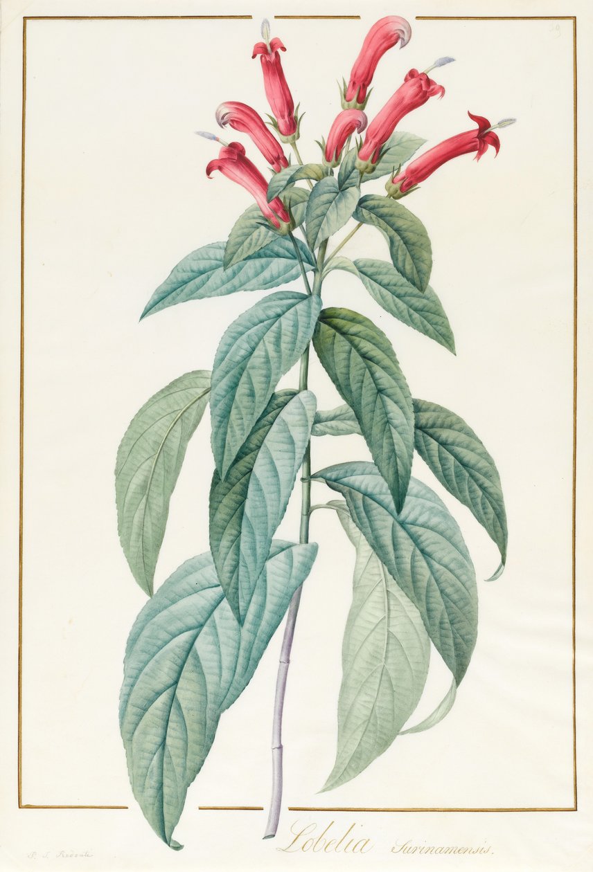 Lobelia Surinamensis (wc og kroppsfarge over grafitt på vellum) av Pierre Joseph Redouté