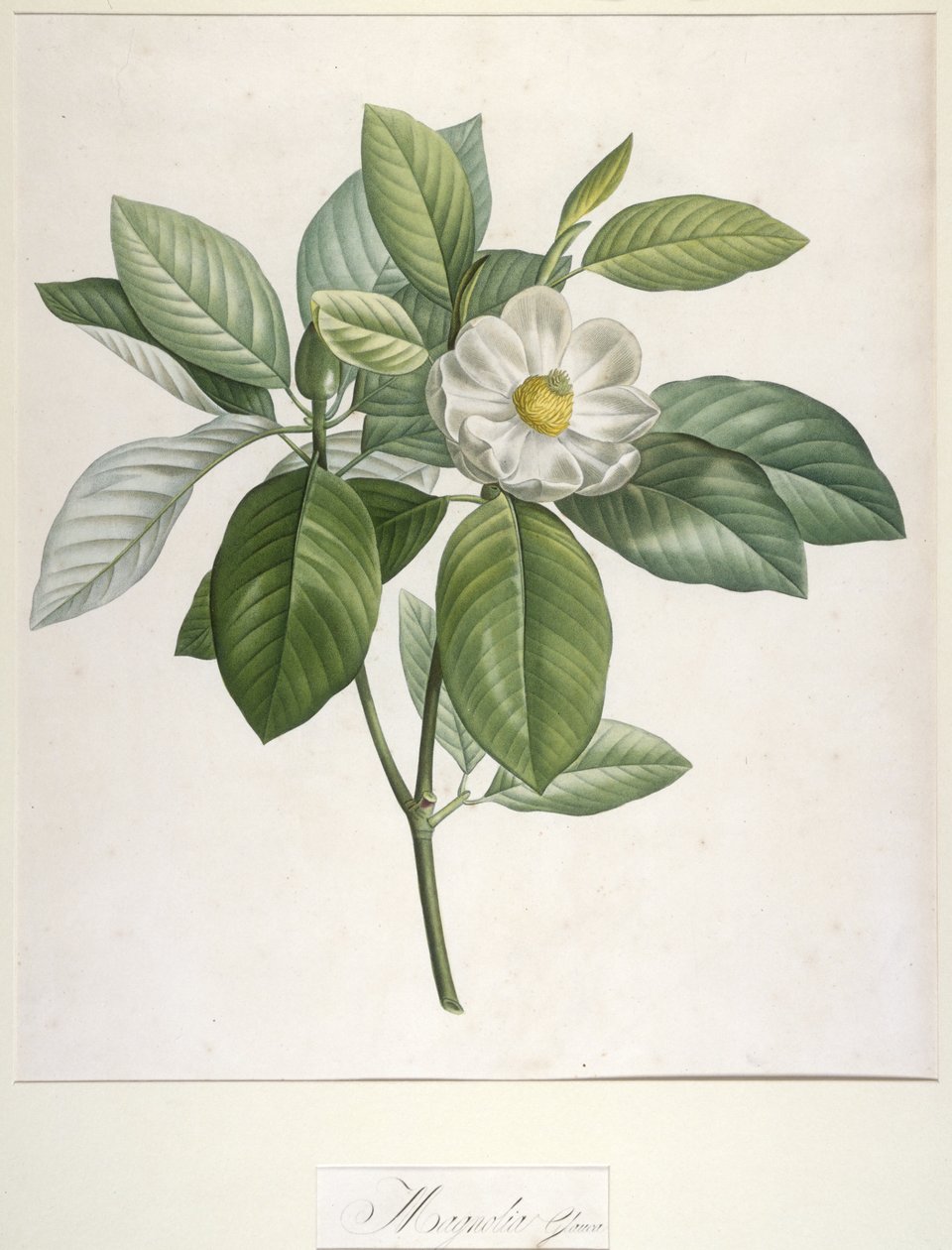 Magnolia Glauca, fra Description des Plantes Rares Cultivées a Malmaison et a Navarre, 1813 av Pierre Joseph Redouté
