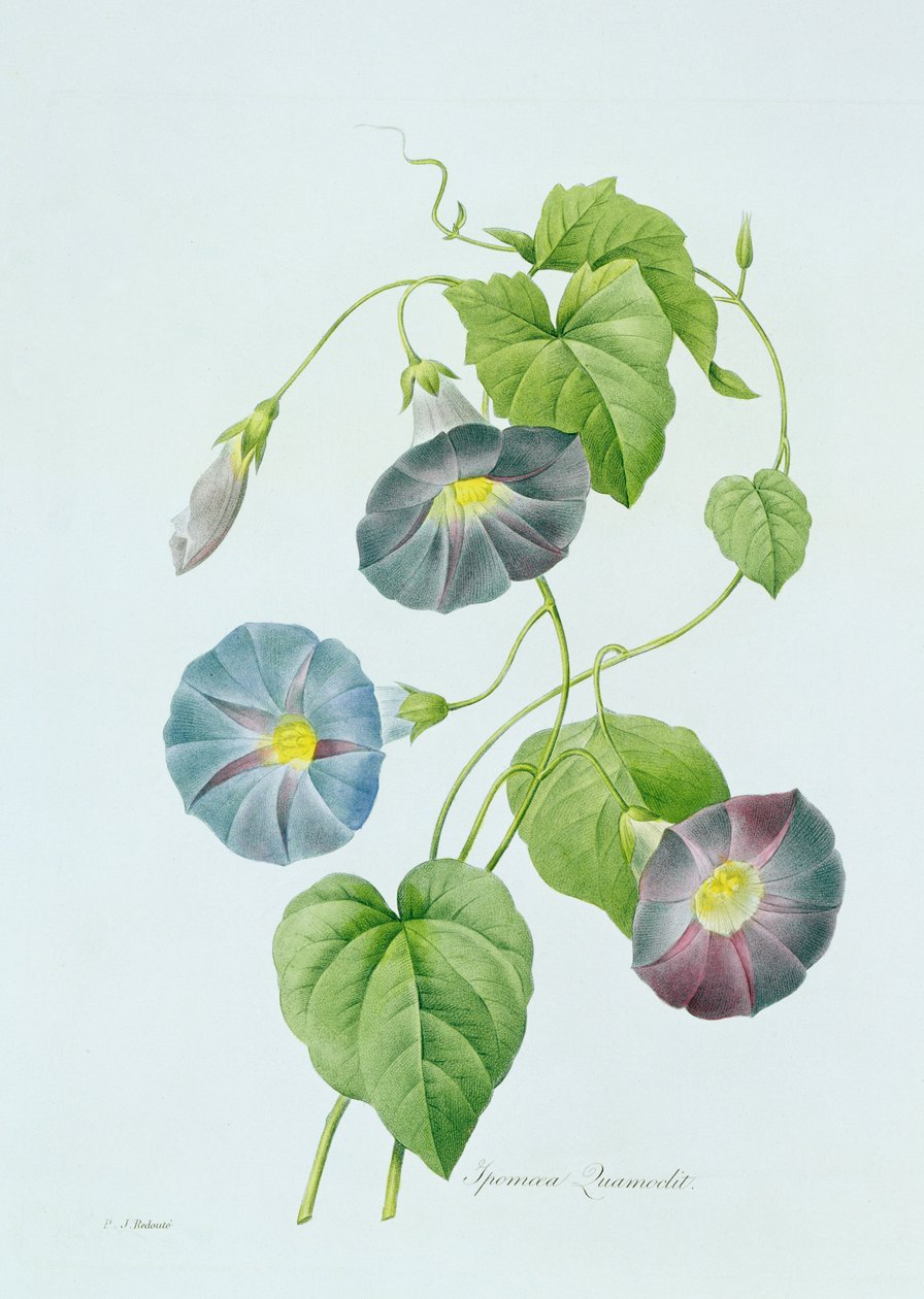 Morning Glory (fargegravering) av Pierre Joseph Redouté