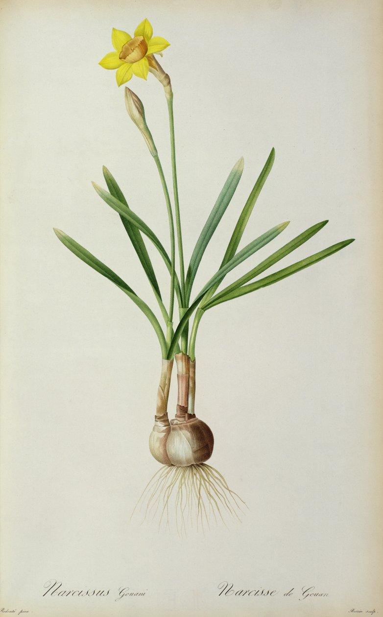 Narcissus Gouani, fra 