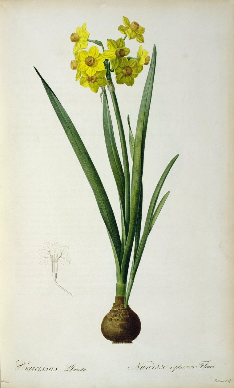 Narcissus Lazetta, fra `