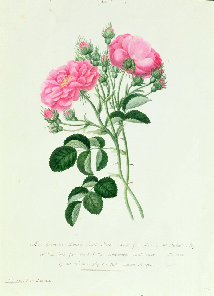 New Crimson Double Sweet Briar fra New York av Pierre Joseph Redouté