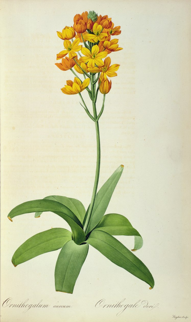 Golden Ornithogalum, fra 