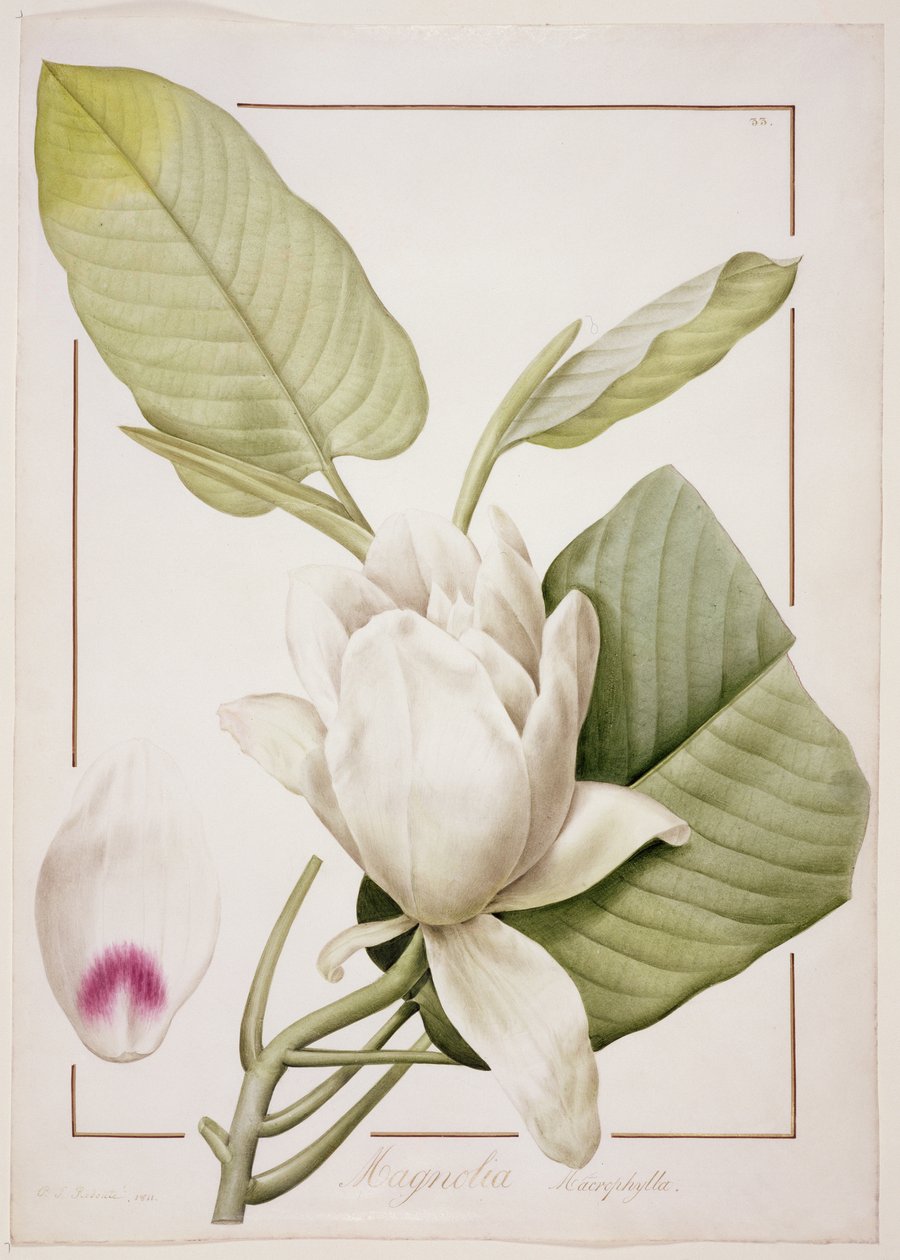 PD.122-1973f.33 Magnolia macrophylla, 1811 (blyant og wc på vellum) av Pierre Joseph Redouté
