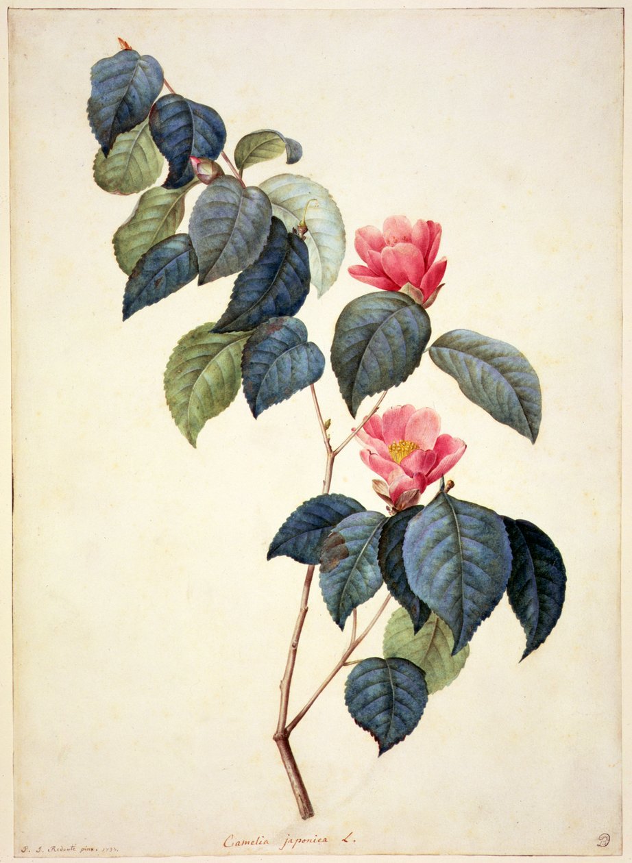 PD.21-1960 Camellia Japonica, 1793 av Pierre Joseph Redouté