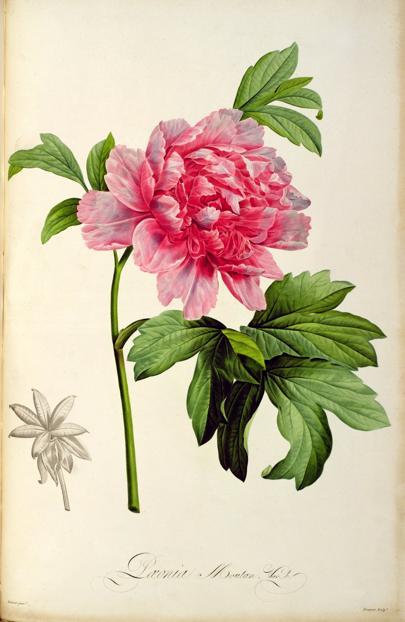 Paeonia Moutan, ca. 1799 (håndfarget gravering) av Pierre Joseph Redouté