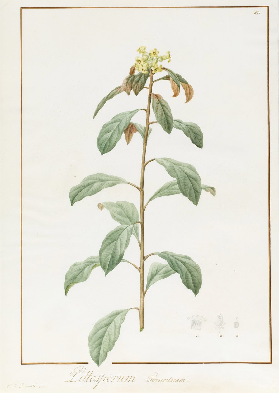 Paeonia Moutan var. B. Paeonia Suffruticosa, 1812 (wc med gummi arabisk over spor av grafitt på vellum) av Pierre Joseph Redouté