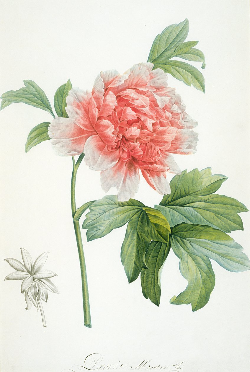 Peony, 1799 (farget stiplet trykk) av Pierre Joseph Redouté