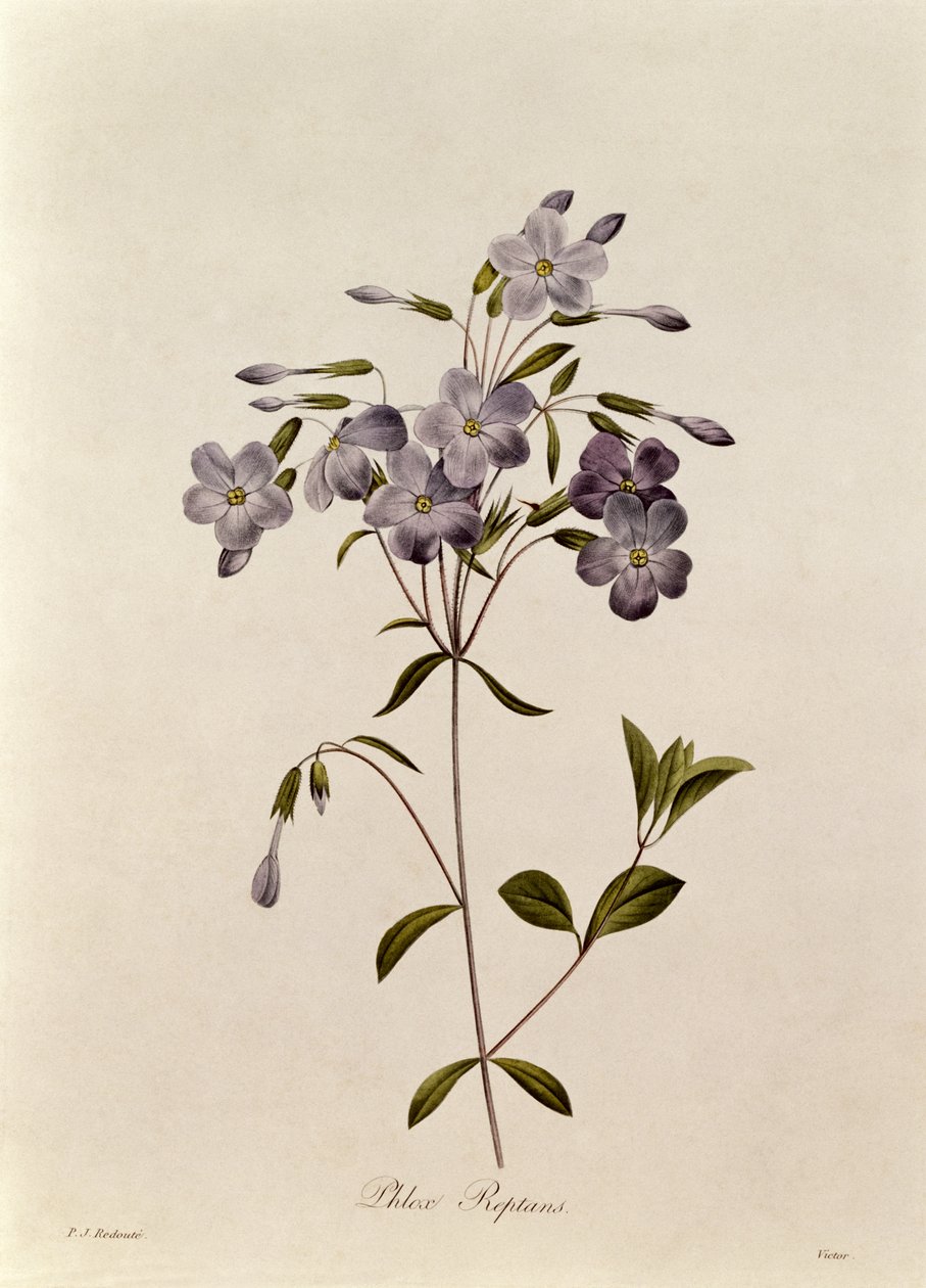 Phlox reptans av Pierre Joseph Redouté