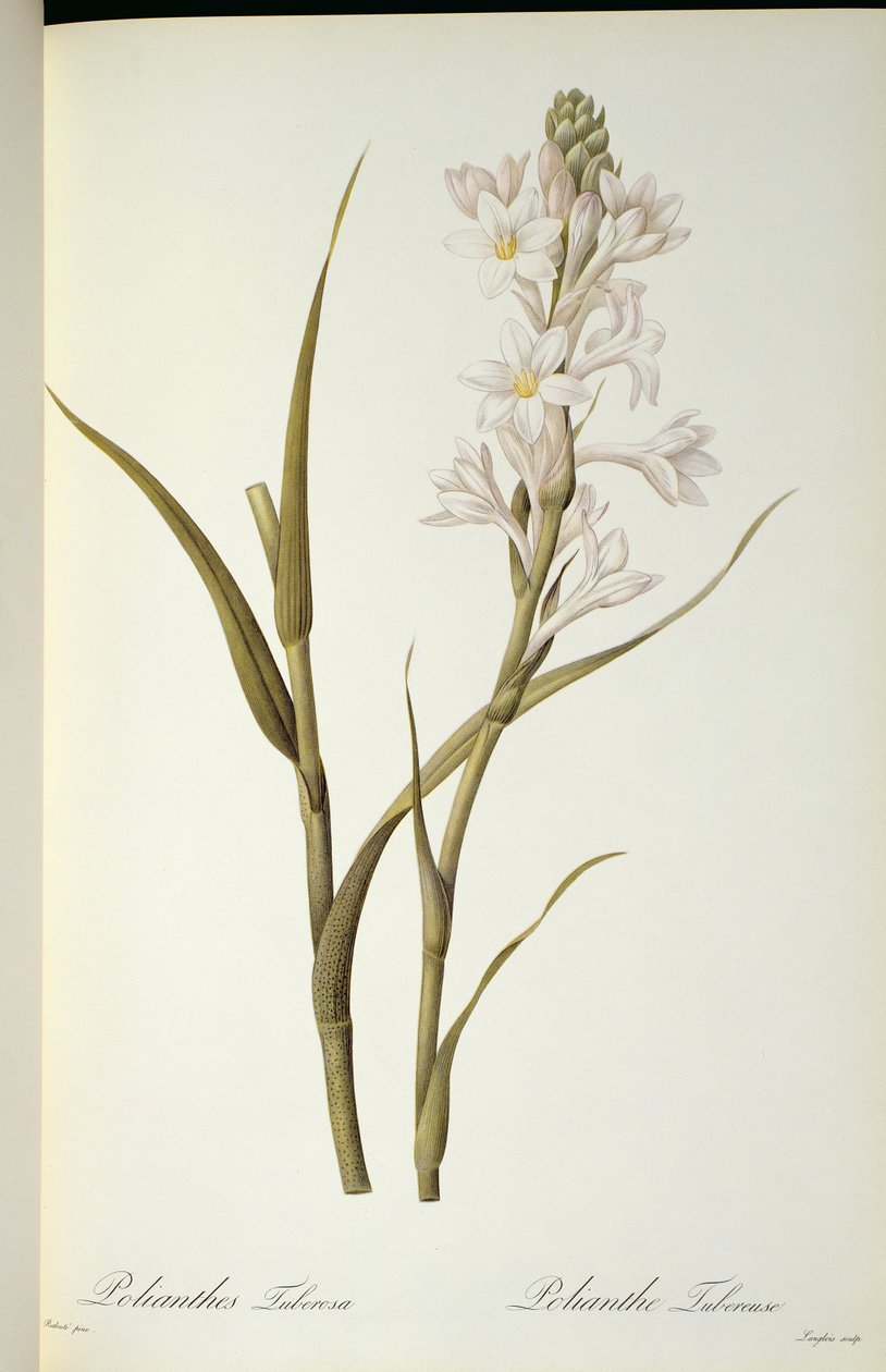 Polianthes Tuberosa, fra `Les Liliacees', 1806 av Pierre Joseph Redouté