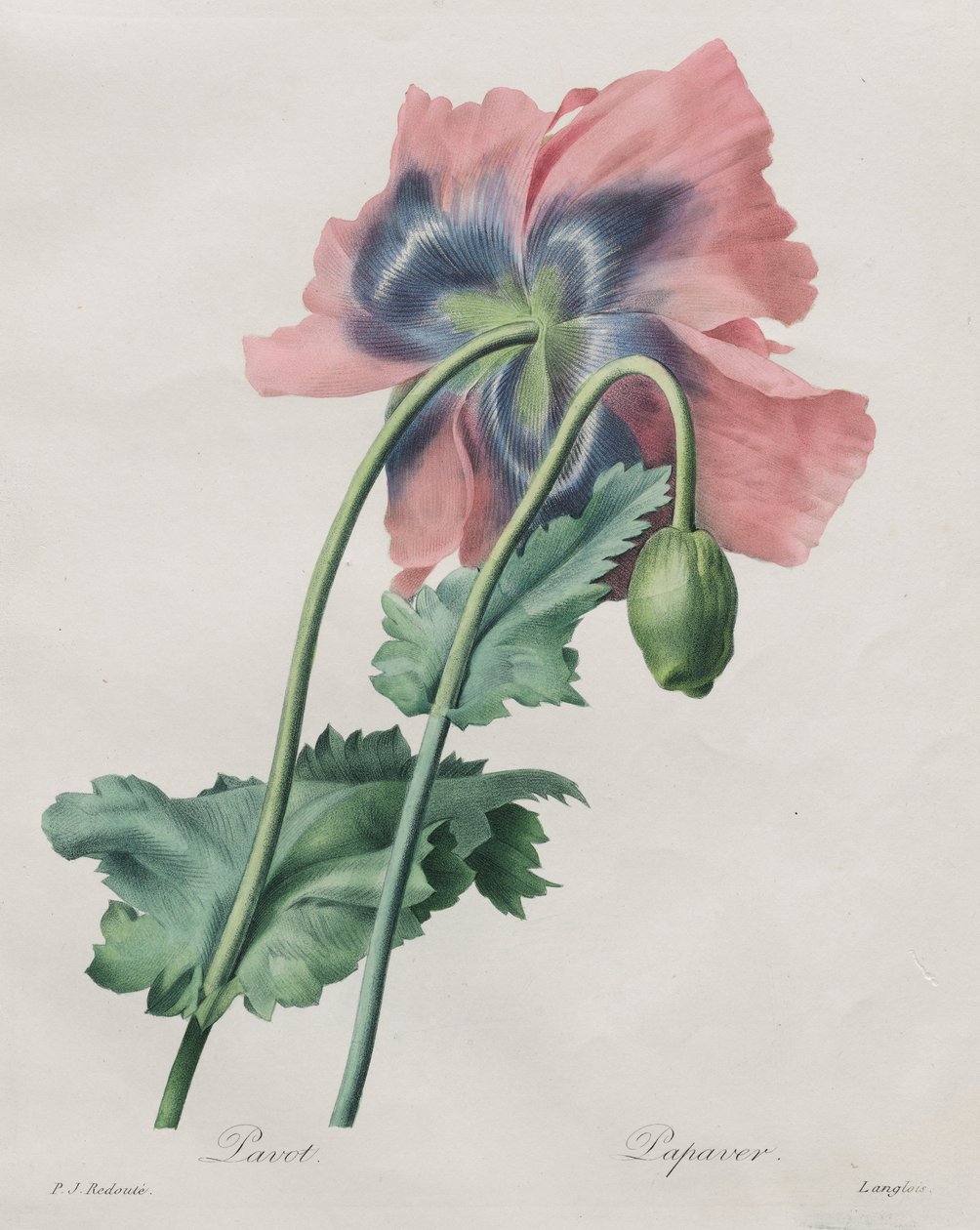 Poppy (Papaver), fra Redouté, av Pierre Joseph Redouté