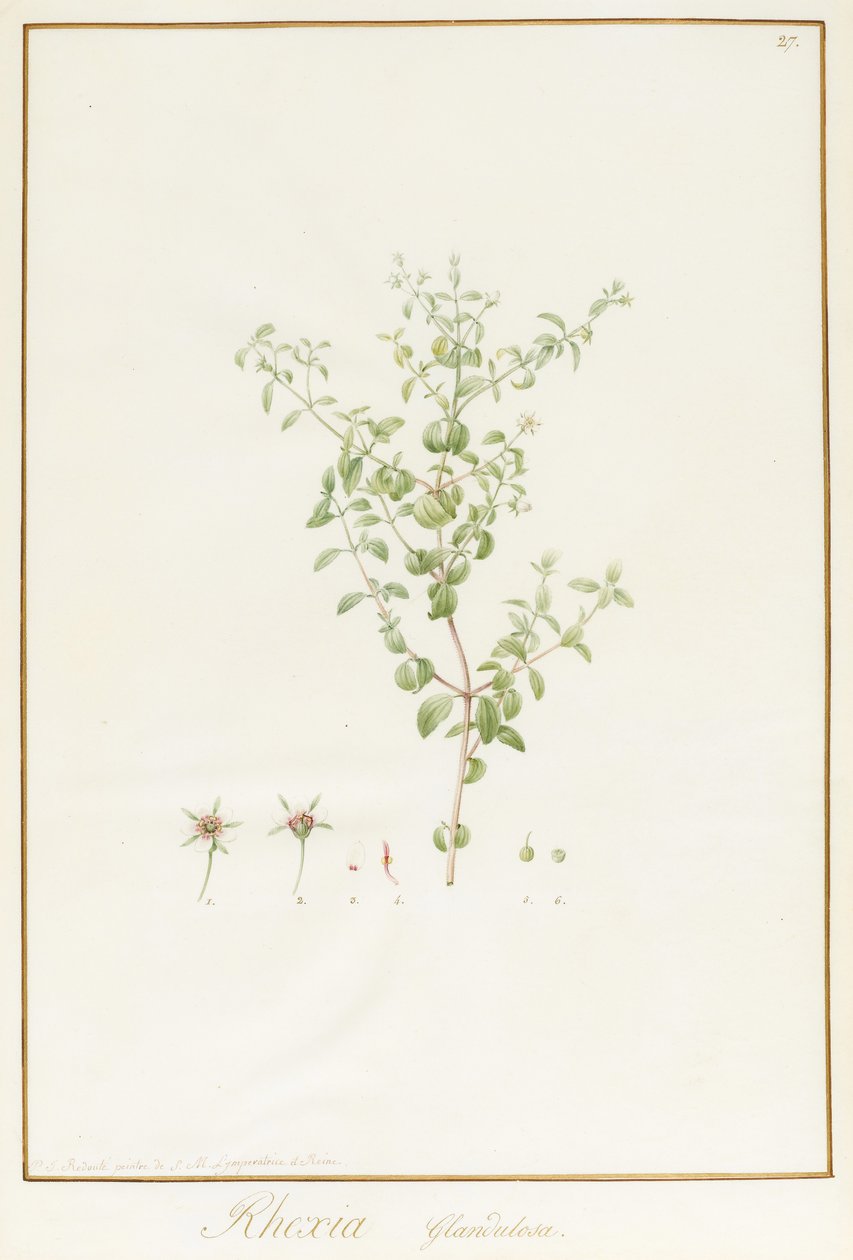 Rhexia Glandulosa (wc og kroppsfarge over spor av grafitt på vellum) av Pierre Joseph Redouté