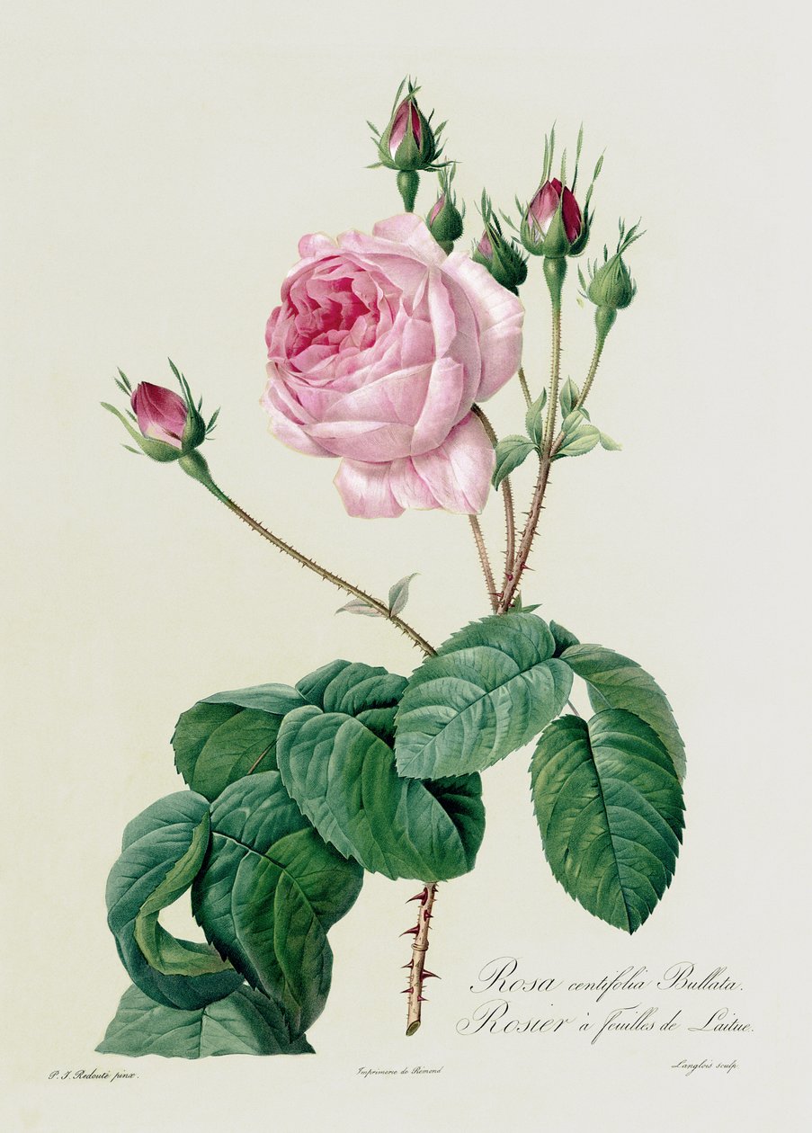 Rosa Centifolia Bullata, fra 