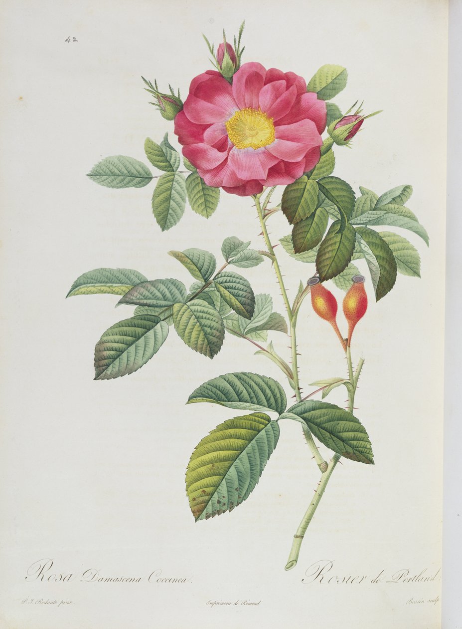 Rosa Damascena, fra 