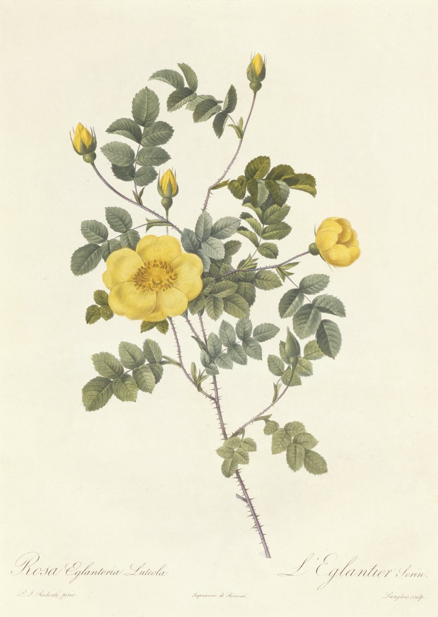 Rosa Eglanteria Luteola av Pierre Joseph Redouté