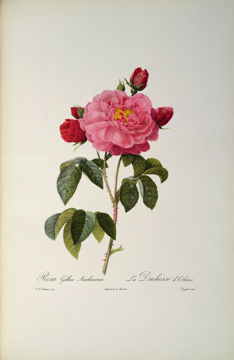 Rosa Gallica Aurelianensis eller hertuginnen av Orleans fra, 