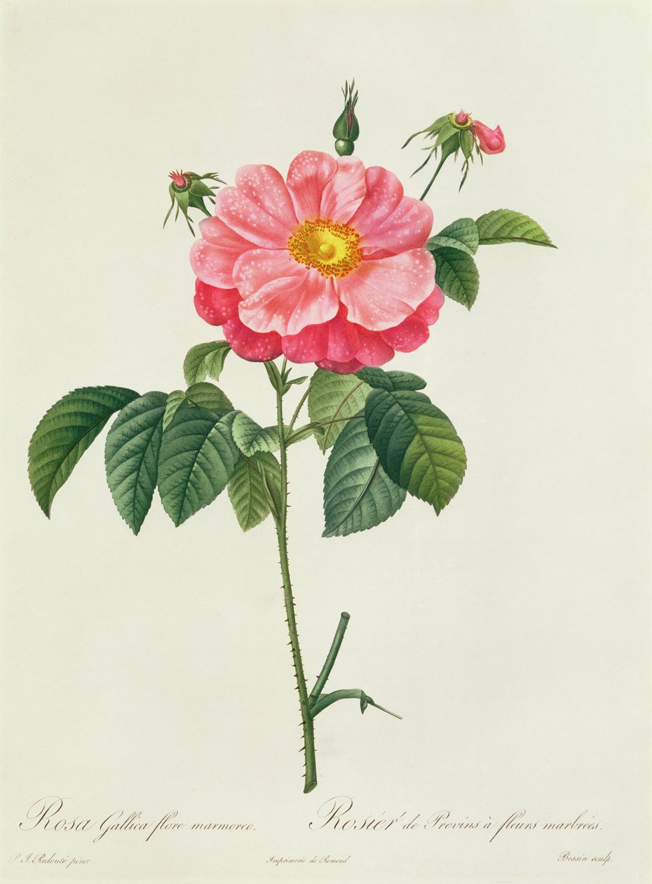 Rosa Gallica Flore Marmoreo av Pierre Joseph Redouté